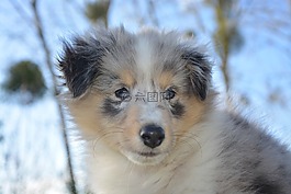 設(shè)得蘭群島牧羊犬,小狗,狗
