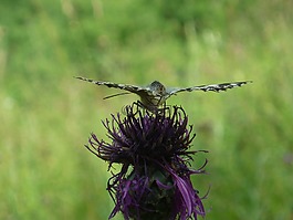 蝴蝶,額葉,開(kāi)花