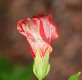 花,鮮花,槿