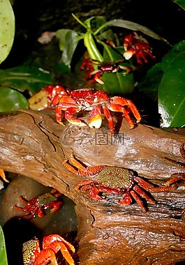 蟹,甲殼動物,動物
