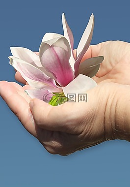 手,玉蘭,給