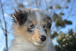 狗,小狗,設(shè)得蘭群島牧羊犬