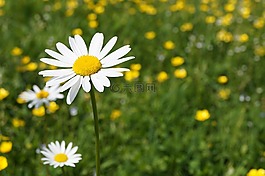 雛菊,鵝花,草地
