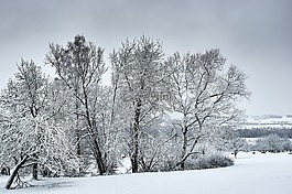 冬天,雪,弗羅斯特