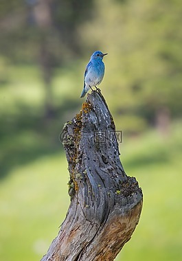 藍鳥,坐,野生動物