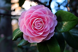 玫瑰,鮮花,粉色