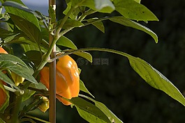 辣椒粉,比薩餅,蔬菜
