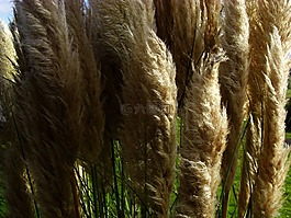 廠,性質(zhì),草