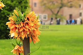 花,春,花園