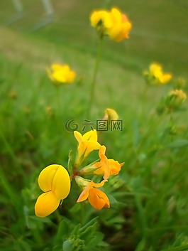 花,黃色,綠色