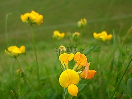 花,黃色,綠色
