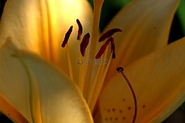 百合,开花,zwiebelpflanze