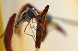黑带食蚜蝇,地点,关闭