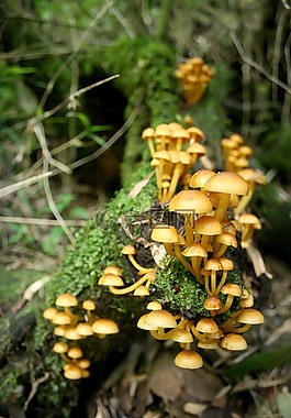 真菌,蘑菇,性質(zhì)