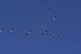 鵝,飛行,鳥飛行