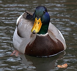 鴨,水生動物
