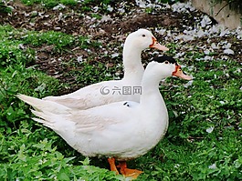鵝,農(nóng)場,家禽