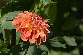 嬌琴紗,花,開花
