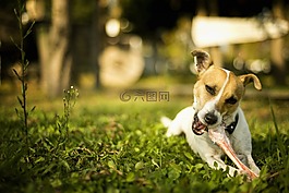 狗,動物,性質(zhì)