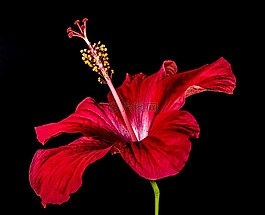 芙蓉,開花,花