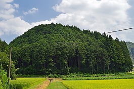 日本,森林,樹