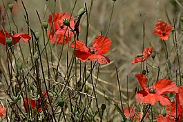 klatschmohn,罌粟花,野花