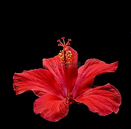 芙蓉,開花,花