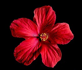 芙蓉,開花,花