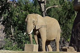 象,動物,動物園