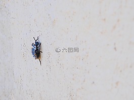 甲蟲,藍色,宏