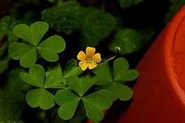 三葉草,花,鍋