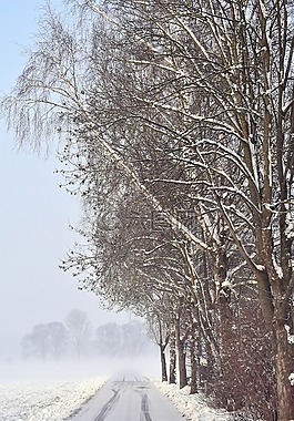 雪,冬天,弗羅斯特