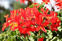 紅色,花,天竺葵