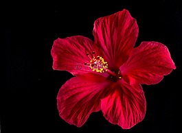 芙蓉,開花,花