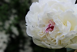 牡丹,白,開花