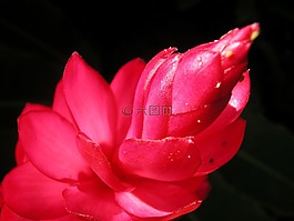 花,芽,花蕾