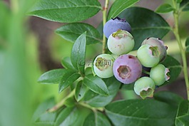 藍莓,水果,漿果