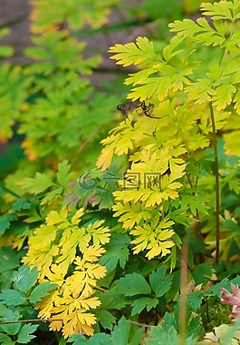 叶,植物,秋天的树叶