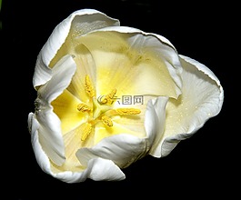 郁金香,白,开花