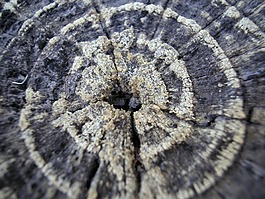 樹環(huán),年齡,木材