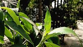 葉,自然,植物區(qū)系