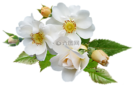 玫瑰,白,單