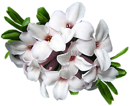 达芙妮,花,剪出
