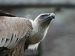 鷹,鳥(niǎo),捕食者