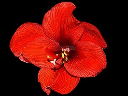 阿馬麗利斯,紅色,開(kāi)花
