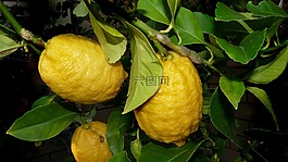 檸檬,樹,柑橘