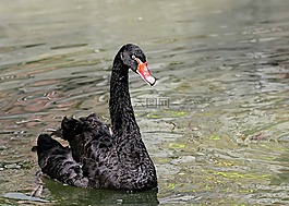 天鵝,黑色,鳥
