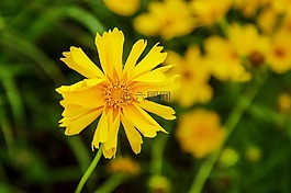 花,黃色,自然