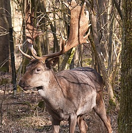 野生動物,赫爾,鹿茸