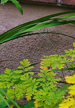 叶,植物,秋天的树叶